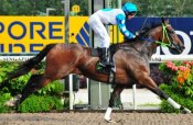 Speedy Cat (John Powell) shows his winning style in Race 8 on Sunday.<br>Photo by Singapore Turf Club